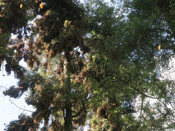 monarchs overwintering 