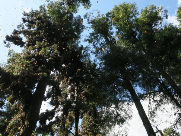 monarch butterflies 