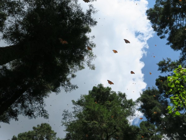 Monarch Butterflies