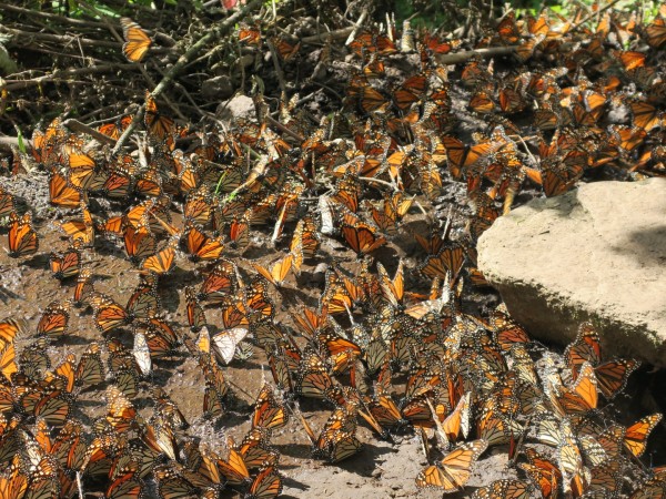 Monarch Butterflies