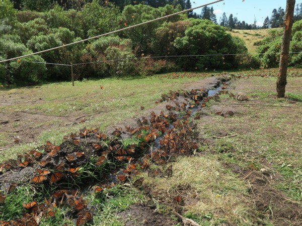 Monarch Butterflies drinking water