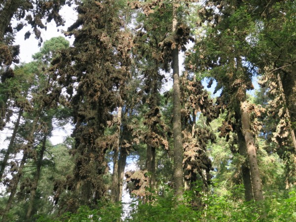 Monarchs at El Rosario 