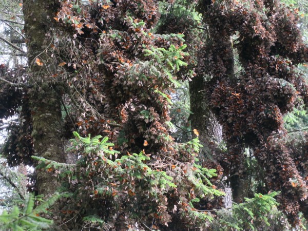 Clusters of Monarchs at El Rosario