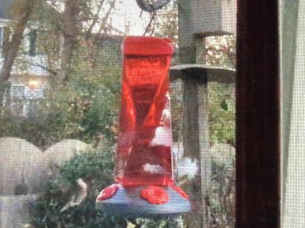 Ruby-throated Hummingbird