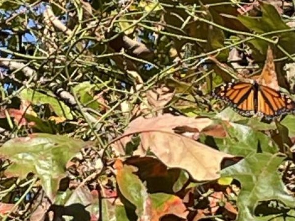 Monarch Butterfly 