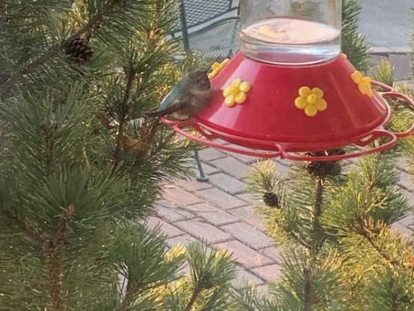 Ruby-throated Hummingbird 