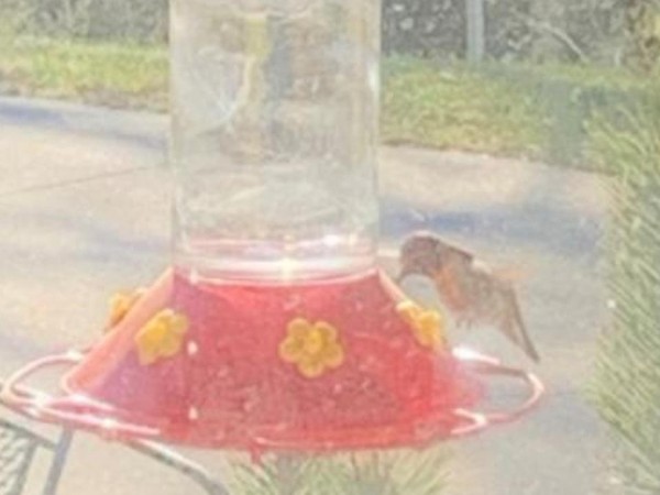 Ruby-throated Hummingbird