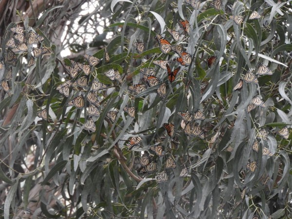 monarchs roosting in California