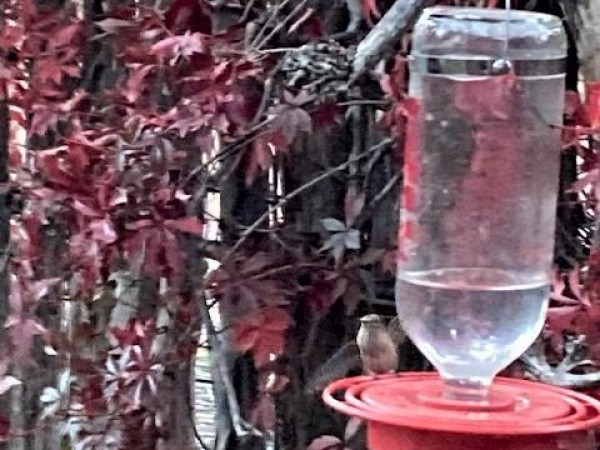 Black-chinned Hummingbird