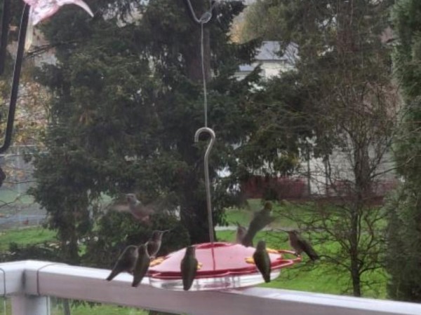 Hummingbirds at the feeder