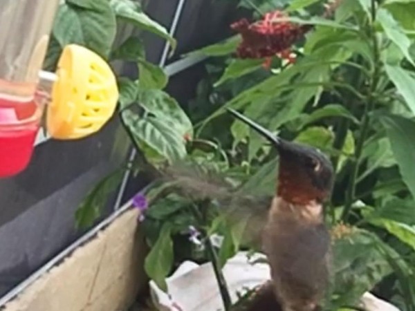 Ruby-throated Hummingbird