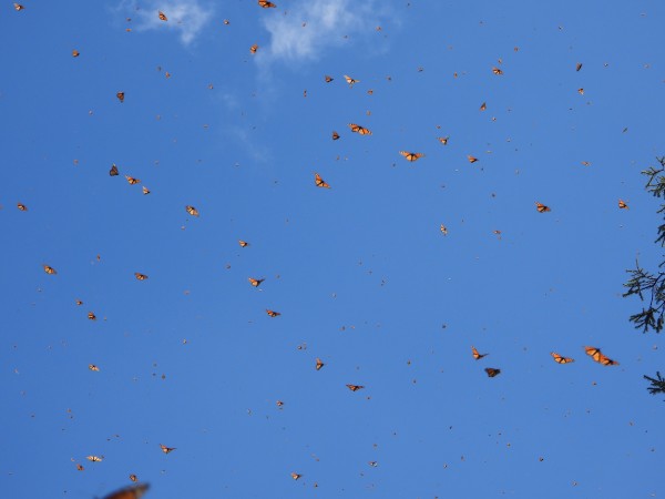 Monarch Butterflies