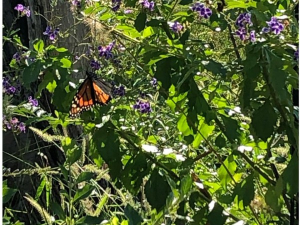 Monarch Butterfly 