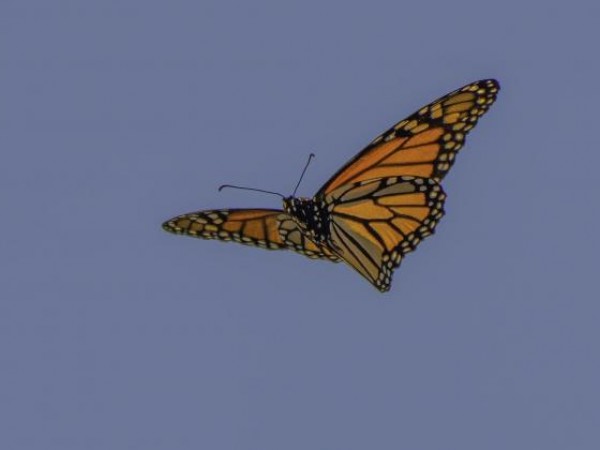 Monarch Butterfly 