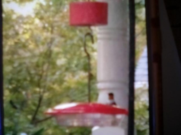 Ruby-throated Hummingbird