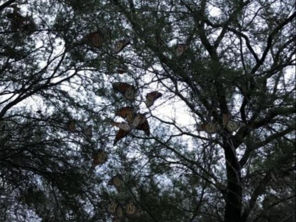 Monarch roost 