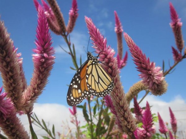 Monarch Butterfly 