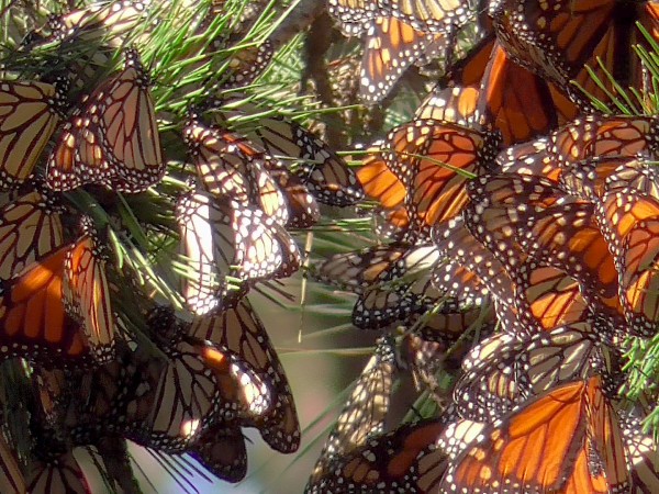 Clusters of monarchs 