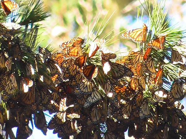 Clusters of monarchs 
