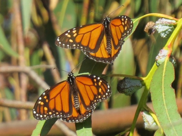 Monarch Butterflies