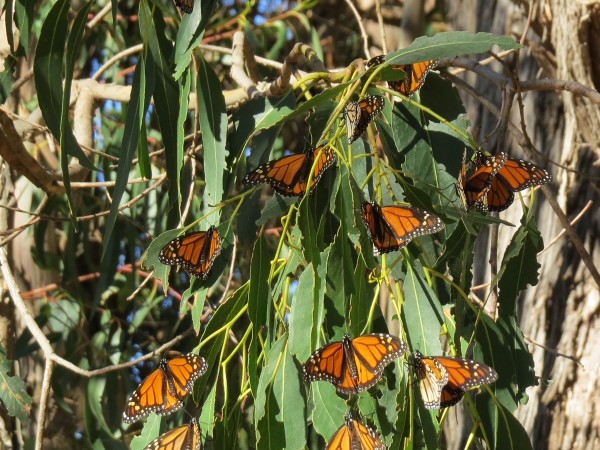 Monarch Butterflies