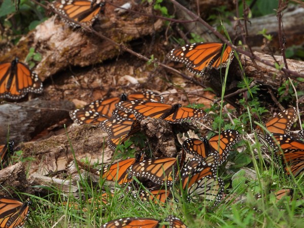 Monarchs at Cerro Pelon