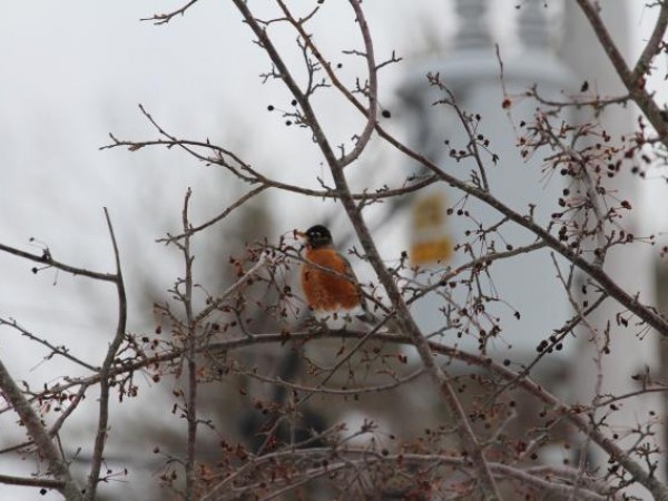 American Robin