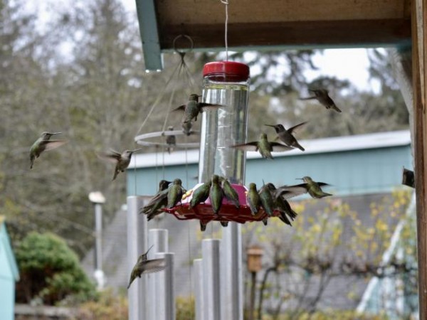 hummingbirds