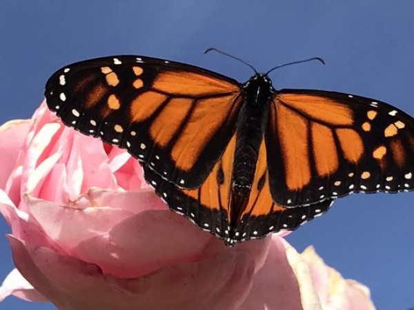 Monarch Butterfly 