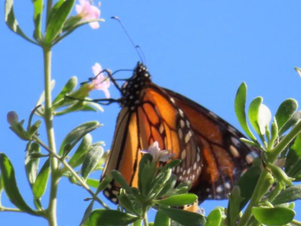 Monarch Butterfly 