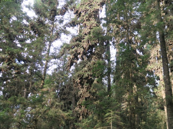 overwintering monarchs 