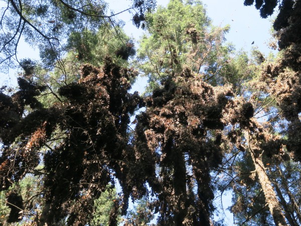 Clusters of monarchs 