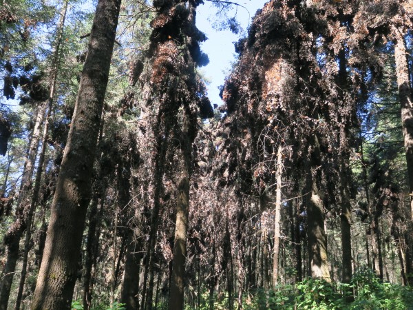 Monarchs overwintering at El Rosario