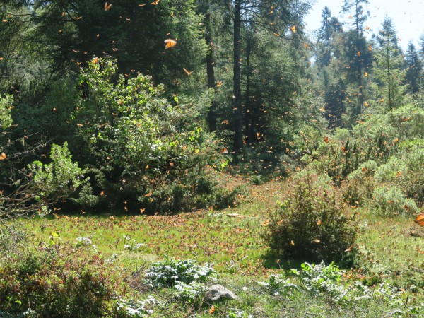 Monarchs at El Rosario Sanctuary
