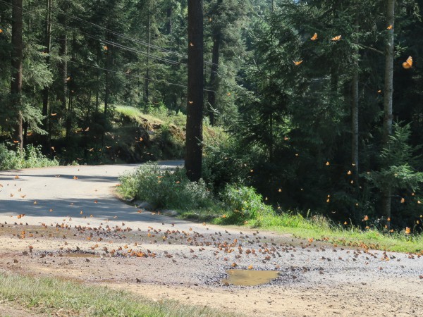 Monarchs by the road.