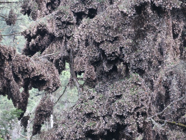 Clusters of monarchs at El Rosario.
