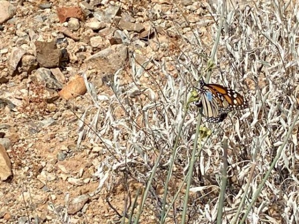 Monarch Butterfly 