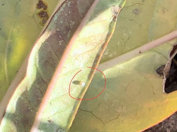 monarch egg