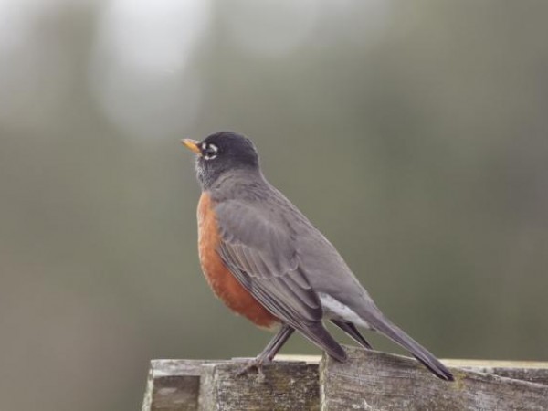 American Robin