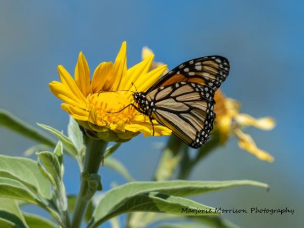 Monarch Butterfly 