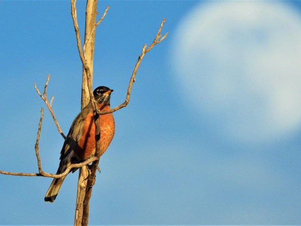 American Robin