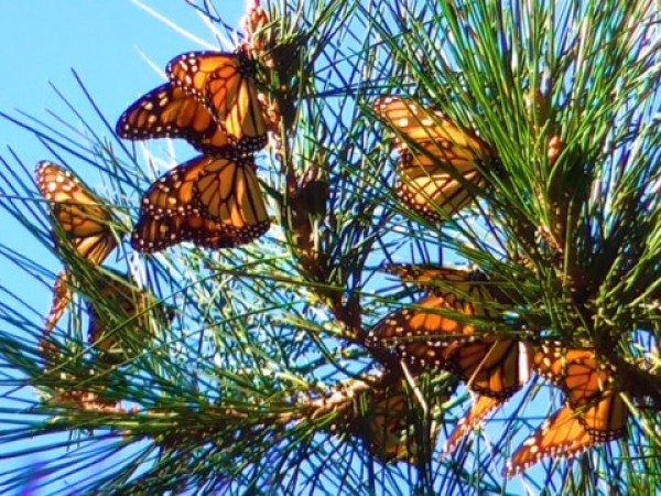 Western monarchs overwintering