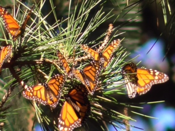 Western monarchs overwintering