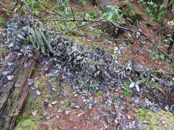 Broken oyamel branch with monarchs 