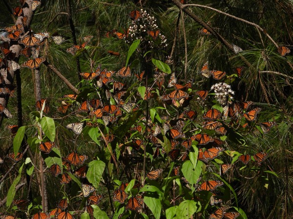Monarchs basking in the sun
