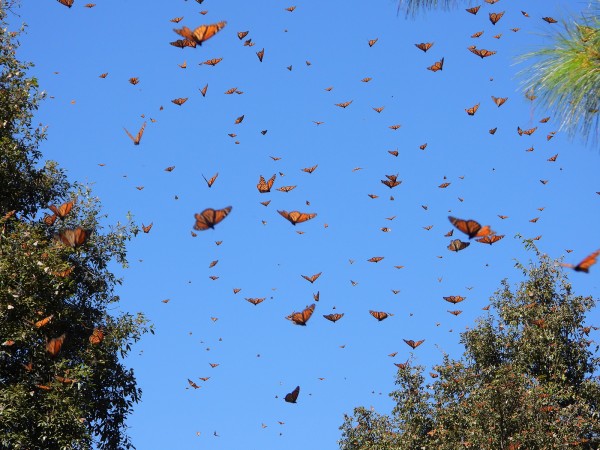Flying monarchs at Cerro Pelon Sanctuary