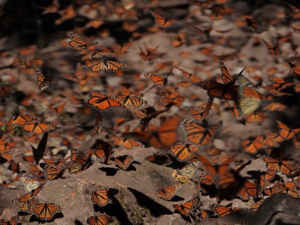 Monarchs at Cerro Pelon Sanctuary