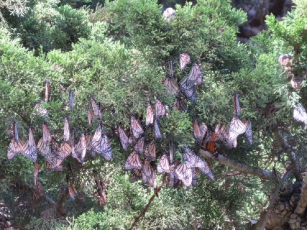 Western monarchs overwintering