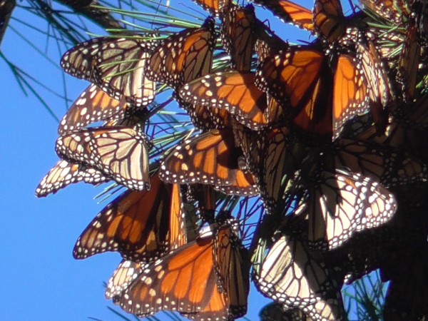 Monarch Butterflies at Pacific Grove Sanctuary