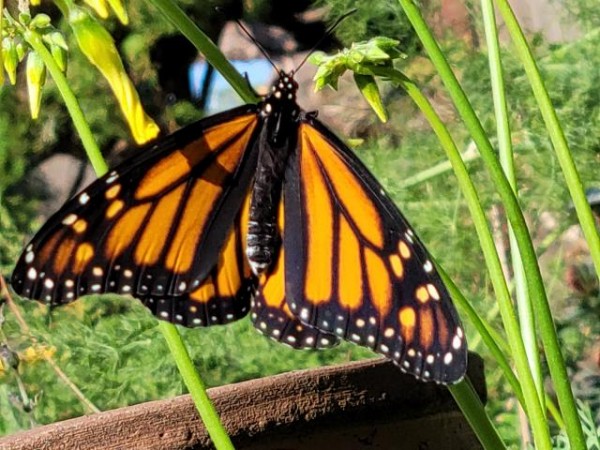 Monarch Butterfly 